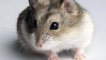 Как да разберете пода на jungarian hamster